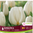 Tulip Antartica