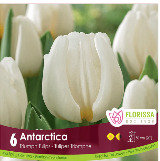 Tulip Antartica
