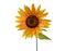 Pick Sunflower Yellow Brown Centre