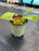 Hosta Lipstick Blonde 15cm