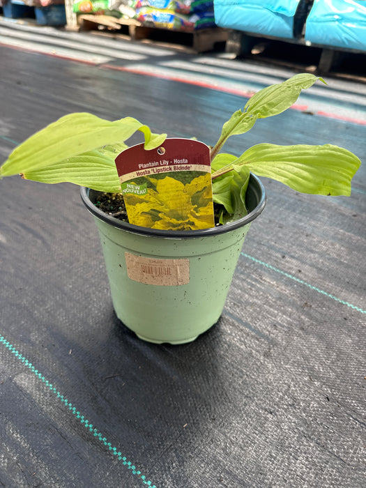 Hosta Lipstick Blonde 15cm