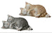 Kittens Sleeping
