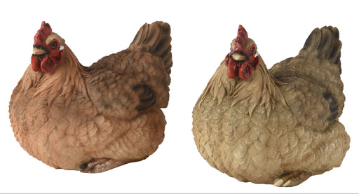 Chicken Brown Sitting