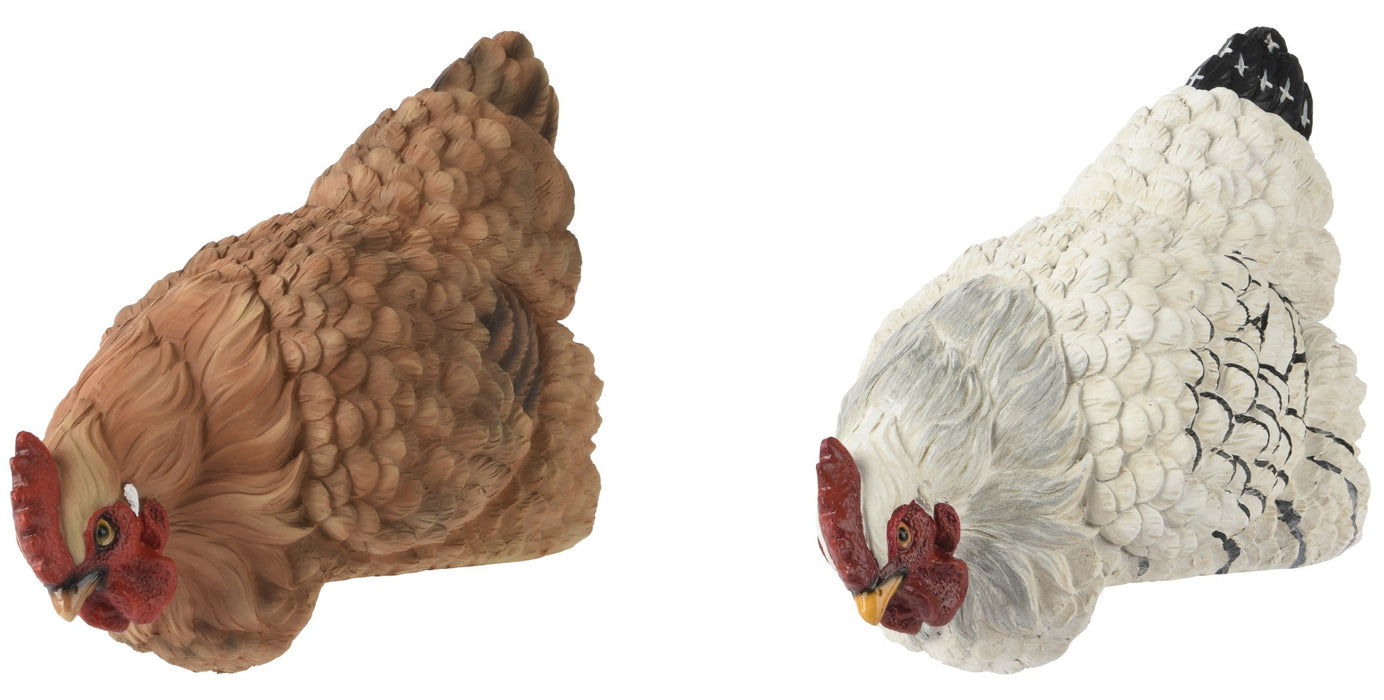 Chicken Pecking Brown/White