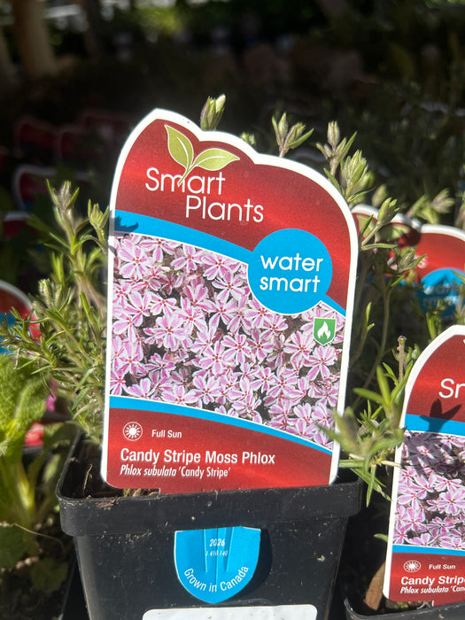 Phlox sub Candy Stripe 9cm