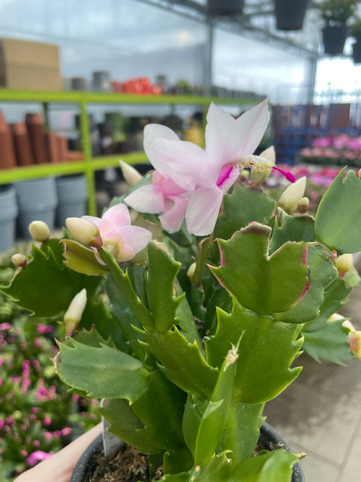 Christmas Cactus 4"