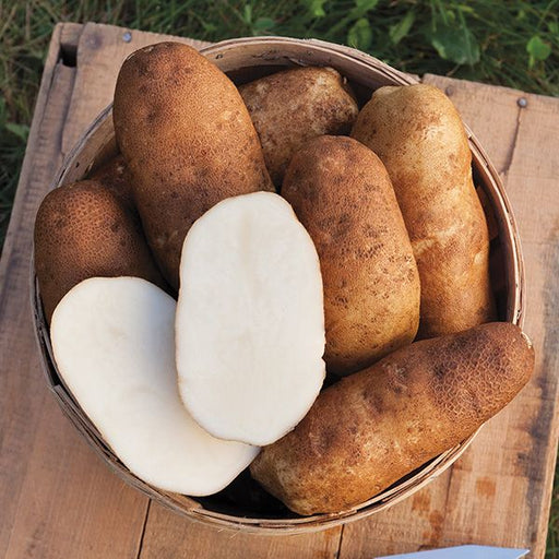 Seed Potato - Russet Burbank 5 lb White
