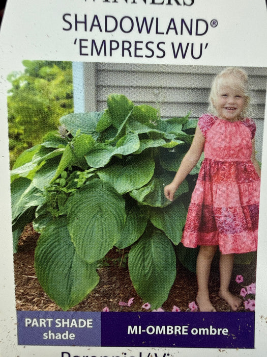 Hosta PW Empress Wu #1