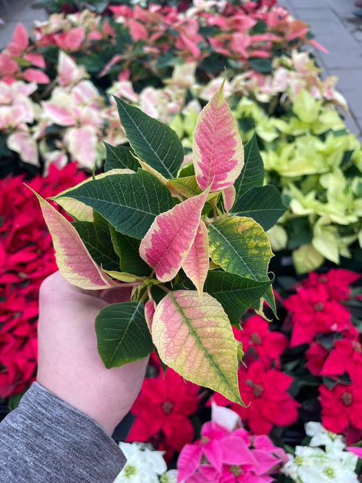 Poinsettia Live (Online