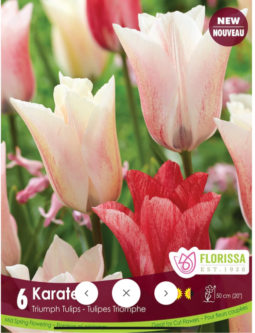 Tulip Triumph karate
