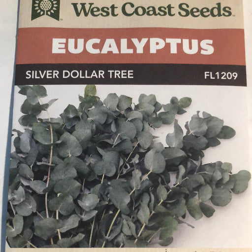 Seed WC Eucalyptus Silver Dollar Tree