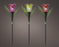Solar Stake Tulip Lights