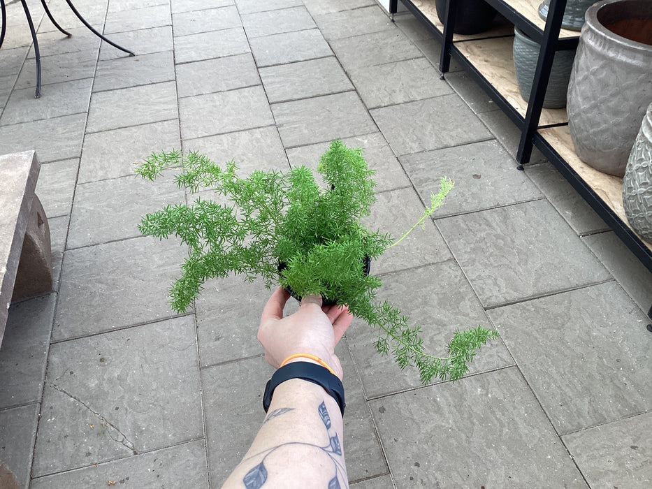 foxtail hanging plant Fern Foxtail — Dutch Growers Regina