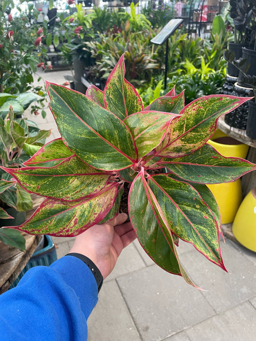 red siam aglaonema benefits Aglaonema Siam Red — Dutch Growers Regina