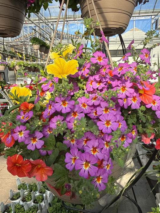 Annual Basket #621 Saffron Sunrise