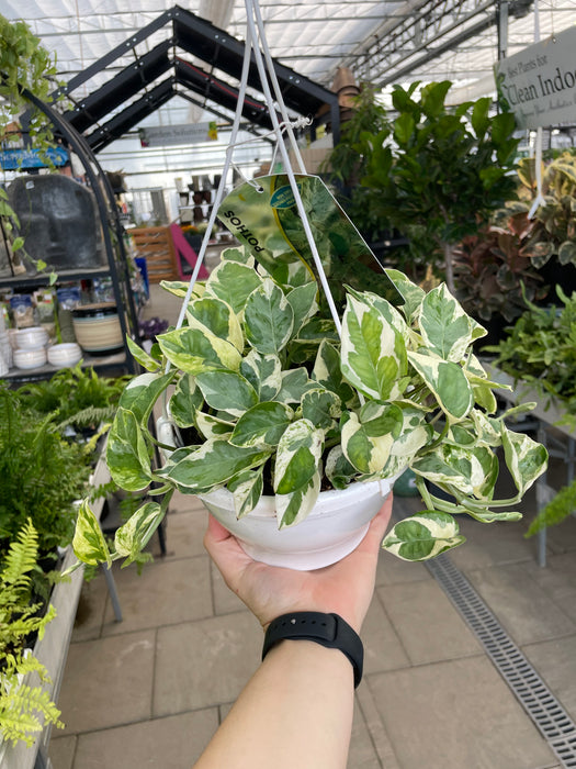 Pothos Pearls & Jade 6"