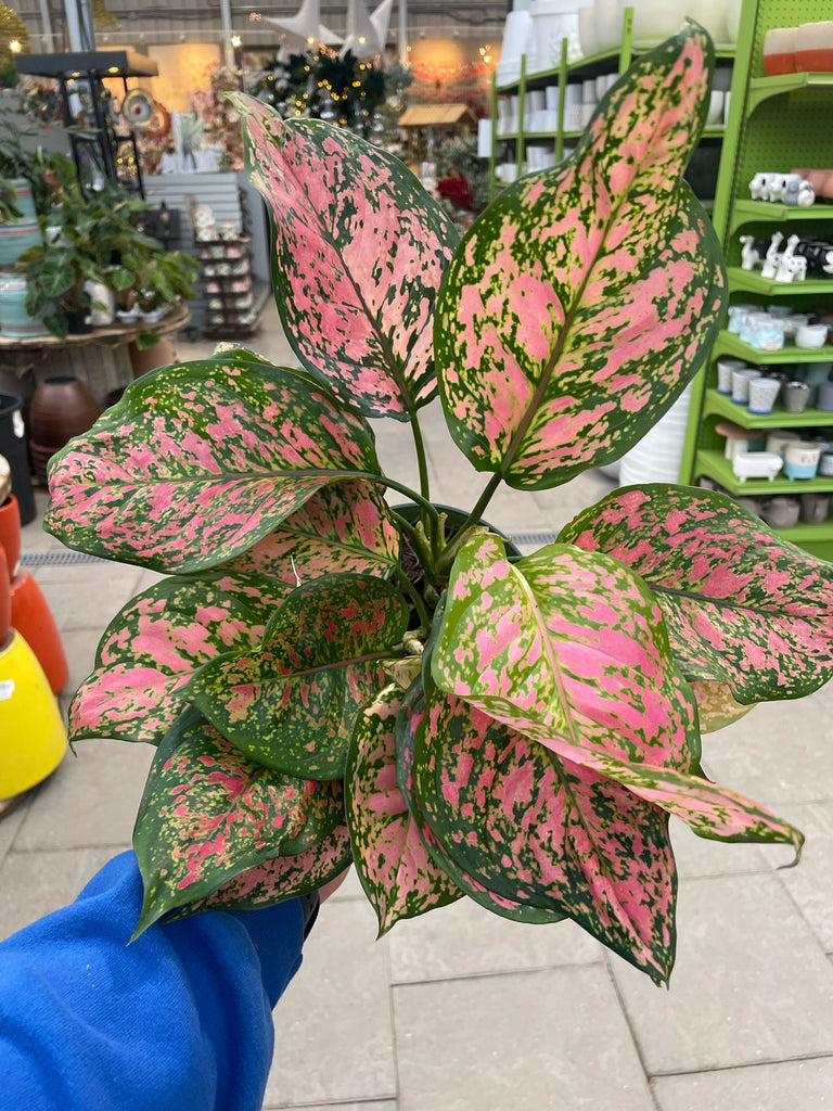 aglaonema ruby care Aglaonema Ruby Ray — Dutch Growers Regina