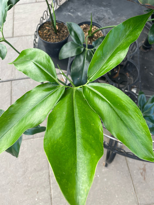 Philodendron Goeldii