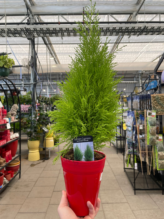 Lemon Cypress