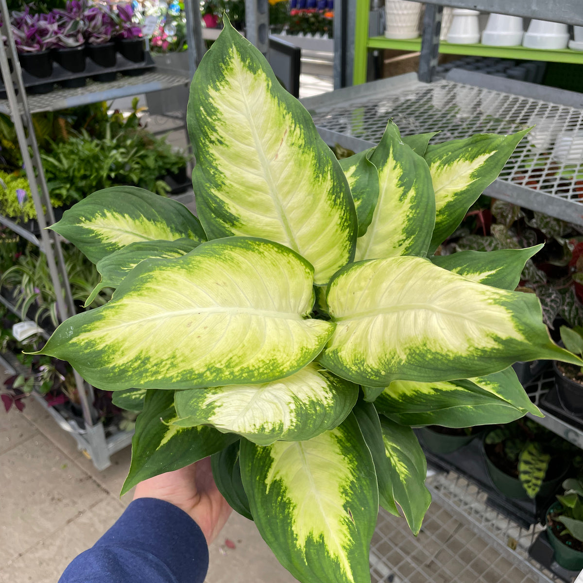 amille dieffenbachia camille Dieffenbachia Camille 6" — Dutch Growers Regina