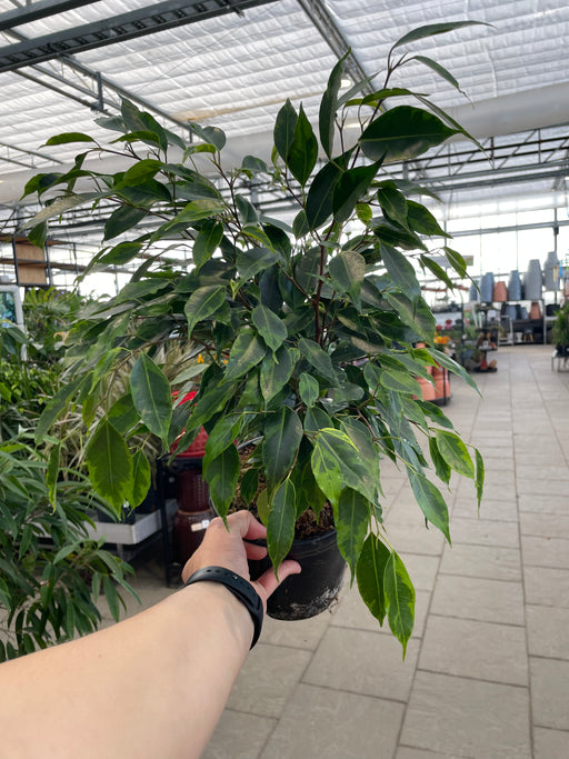 Ficus Benj Weeping Fig