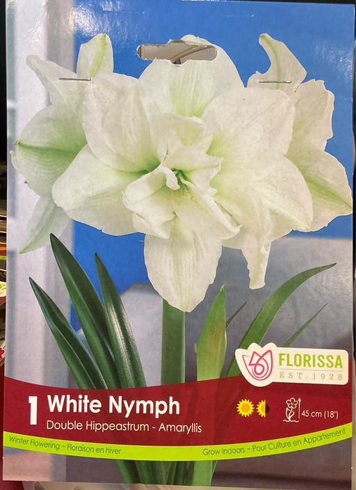 Amaryllis - White Nymph