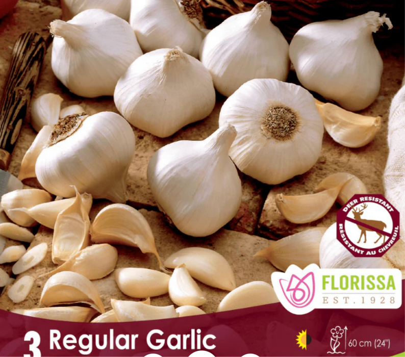 Garlic -regular