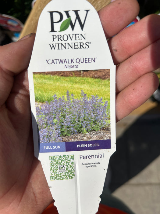 Nepata Catwalk Queen 17cm