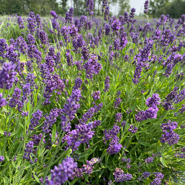 Dried English Lavender Bouquets - Deep Purple