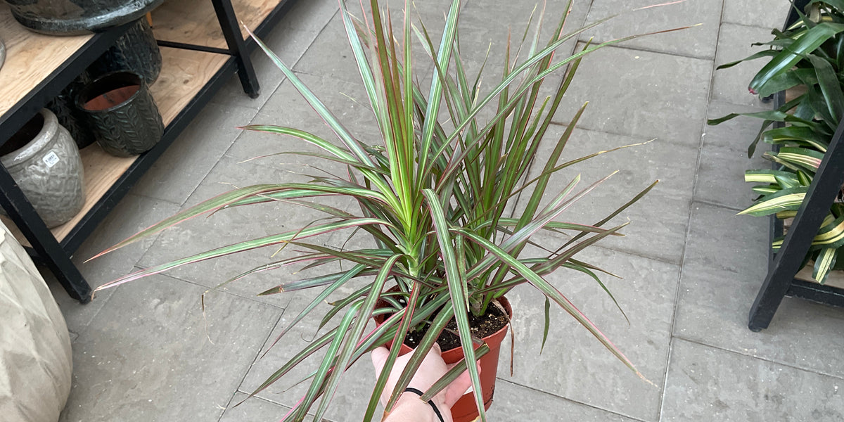 dracaena marginata red princess Dracaena Marginata Red Princess — Dutch Growers Regina