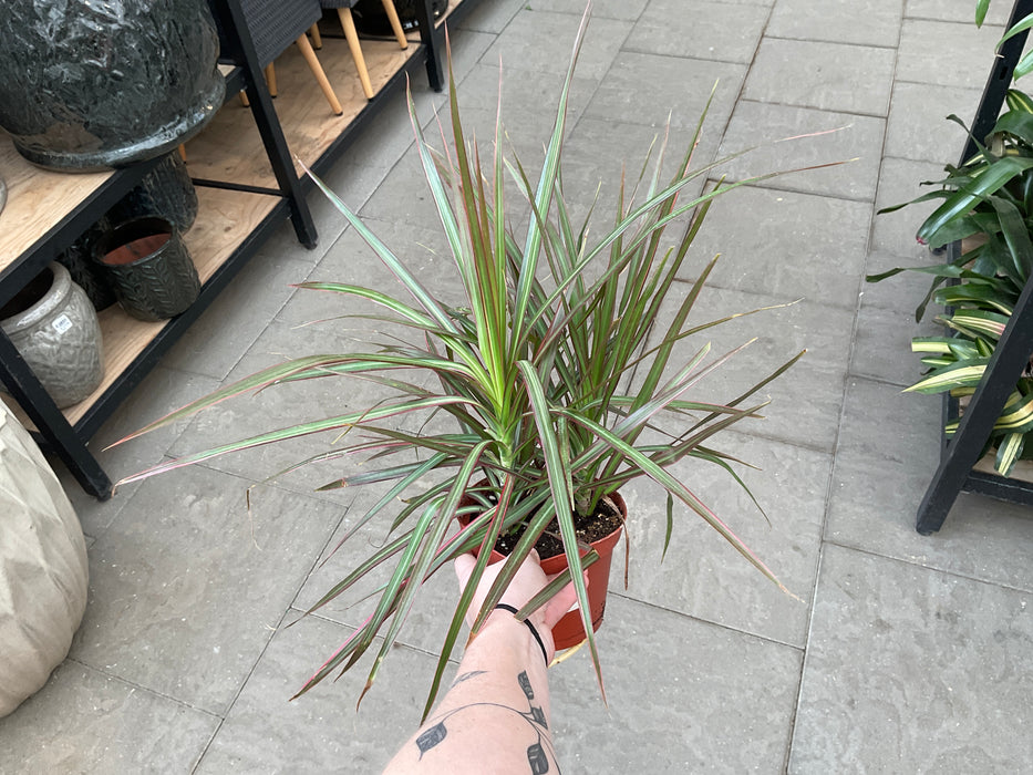 Dracaena Marginata Red Princess