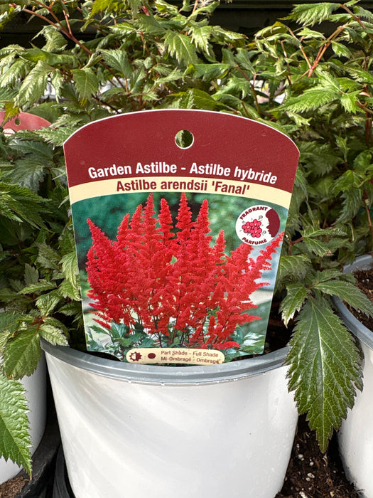 Astilbe a Fanal Red #1