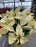 Poinsettia Live (Online