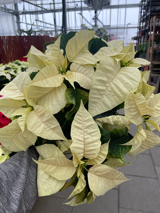 Poinsettia Live (Online