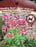 Bleeding Heart Dicentra form Luxuriant 2-3e