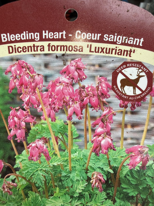 Bleeding Heart Dicentra form Luxuriant 2-3e