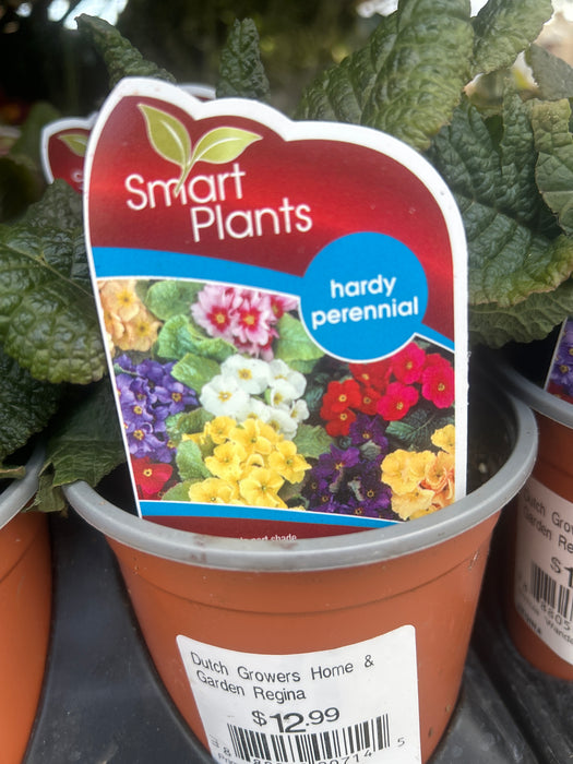 Primula Wanda 11cm EX