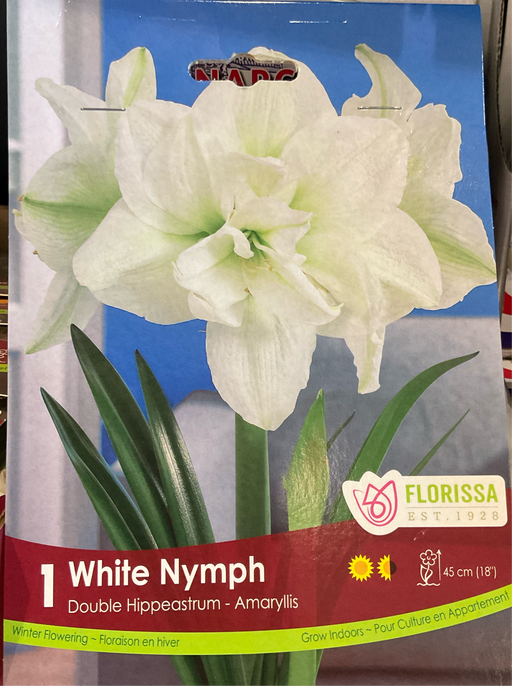 Amaryllis - White Nymph