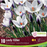 Crocus Lady Killer