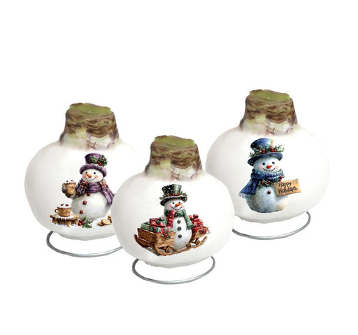 Amaryllis Jolly Snowmen waxed GP79