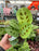 Maranta Green (Prayer Plant) 4"