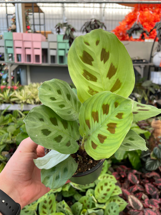 Maranta Green (Prayer Plant) 4"