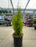 Lemon Cypress