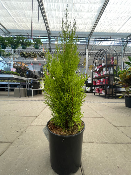 Lemon Cypress