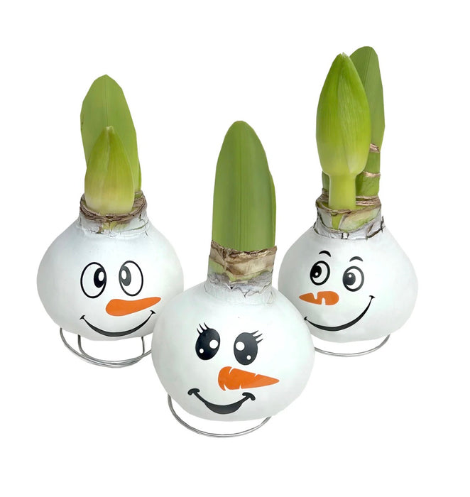 Amaryllis Snowman Faces  waxed GP89