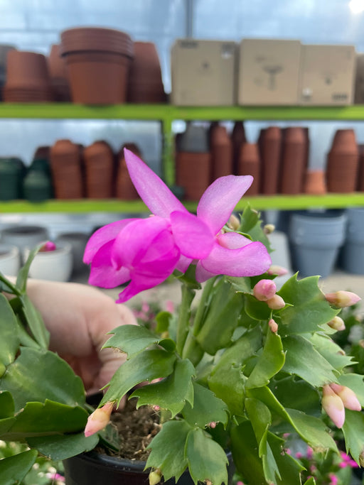 Christmas Cactus 4"