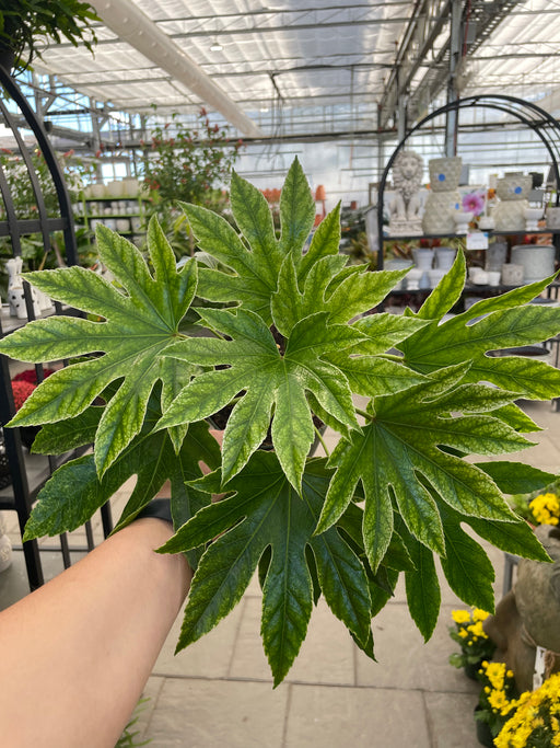 Aralia fatsia Japonica spider