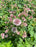 Astrantia Pink Button