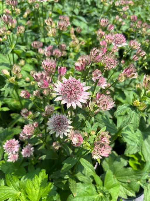 Astrantia Pink Button