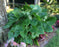 Elephant Ears Alocasia Cal 5" WP